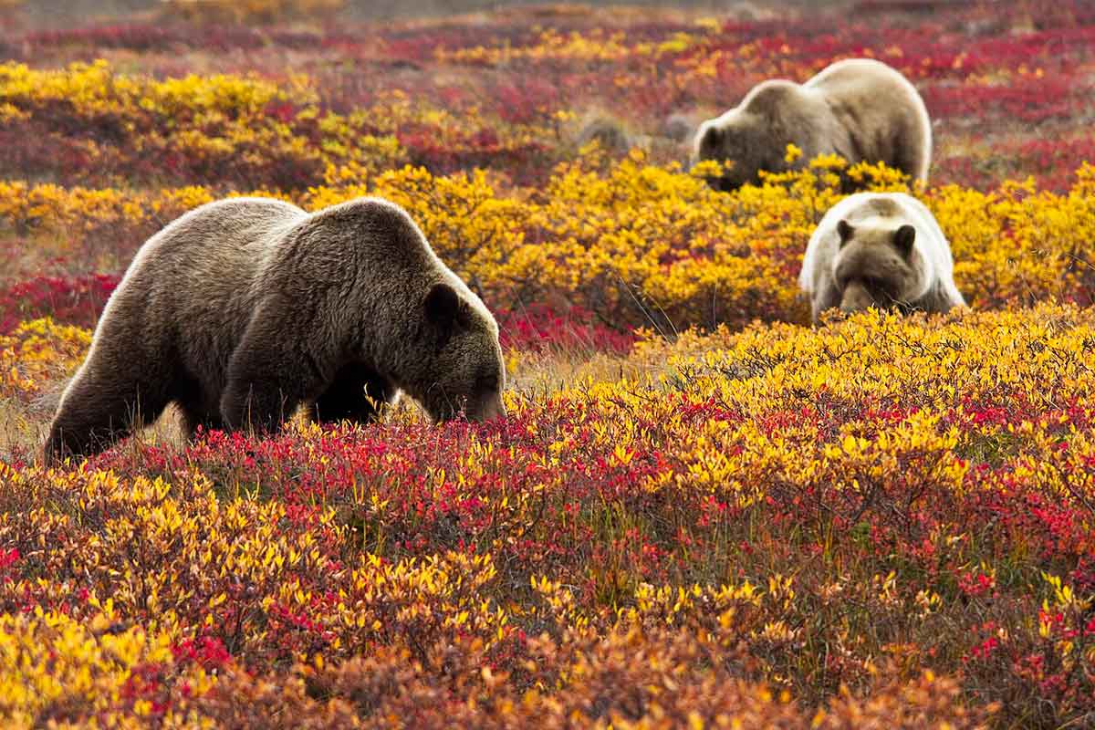 Denali National Park and Preserve, Public domain, via Wikimedia Commons